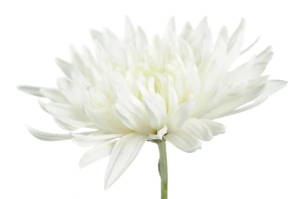 Hermosa flor de crisantemo blanco — Foto de Stock