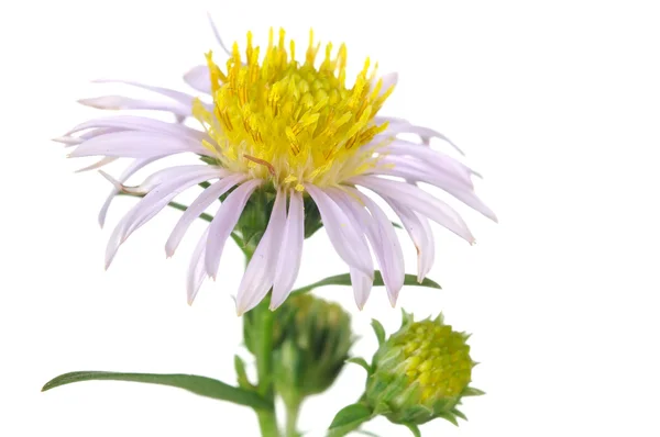 New York Aster Flower Close-up — Stock Photo, Image