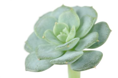 Echeveria Elegans Plant Close-up clipart