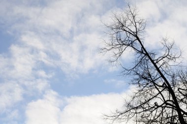 Çıplak ağaç dalları mavi gökyüzüne karşı