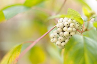 Berries of Siberian Dogwood (Cornus Alba) clipart