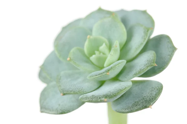 Planta Echeveria Elegans Close-up — Fotografia de Stock