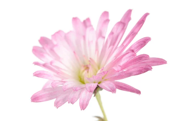 Hermosa flor de crisantemo rosa — Foto de Stock