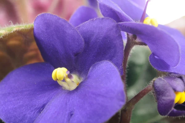 Vackra lila violetta blommor närbild — Stockfoto