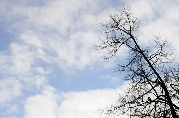 Голые ветви деревьев против голубого неба — стоковое фото