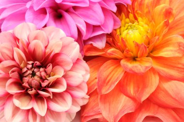 Bouquet of Beautiful Multicolored Dahlia Flowers Close-up clipart