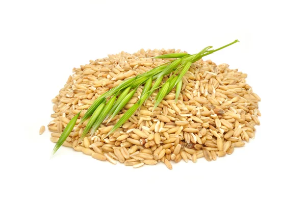 全麦と白い背景に分離された緑の耳 — ストック写真
