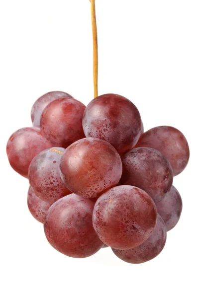 Purple Grapes — Stock Photo, Image
