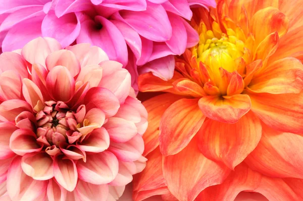 美しい色とりどりのダリアの花のクローズ アップの花束 — ストック写真