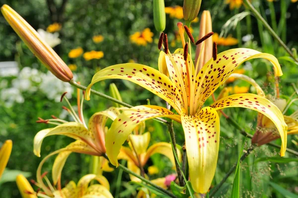 Kahverengi speckles ile güzel sarı zambak — Stok fotoğraf