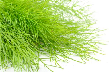 Fresh Green Fennel Close-up clipart