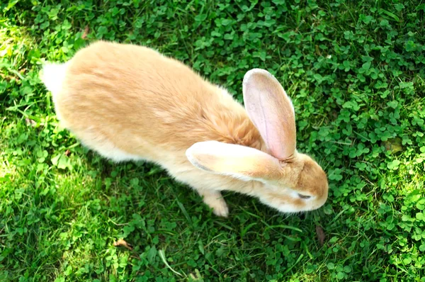 Röd kanin i gräset (ovanifrån) — Stockfoto