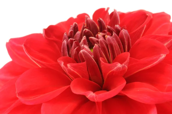 Красива Червона Далія Закри — стокове фото