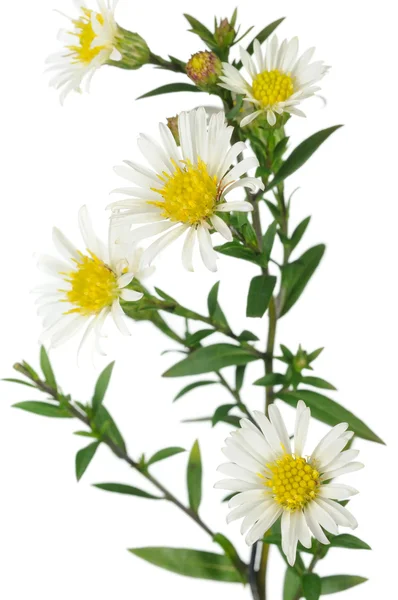 New york aster bloemen op witte achtergrond — Stockfoto