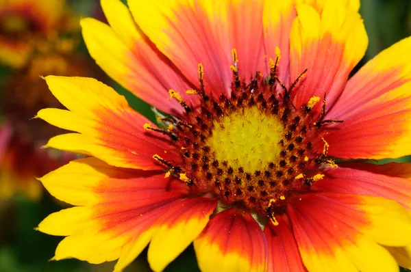 Gaillardia bonita (flor de cobertor) Close-up — Fotografia de Stock