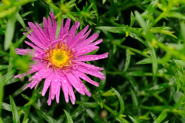 Розовый астерский цветок с листьями — стоковое фото