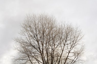 çıplak ağaç dalları gri sonbahar gökyüzü
