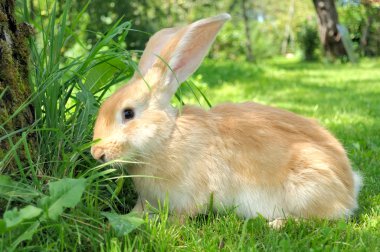 Cute Rabbit in the Garden clipart