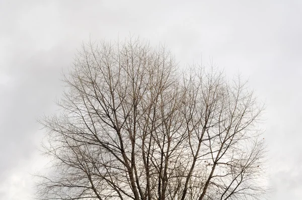 Голые ветви деревьев против серого осеннего неба — стоковое фото