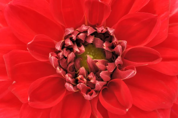 Όμορφο κόκκινο Ντάλια close-up — Φωτογραφία Αρχείου