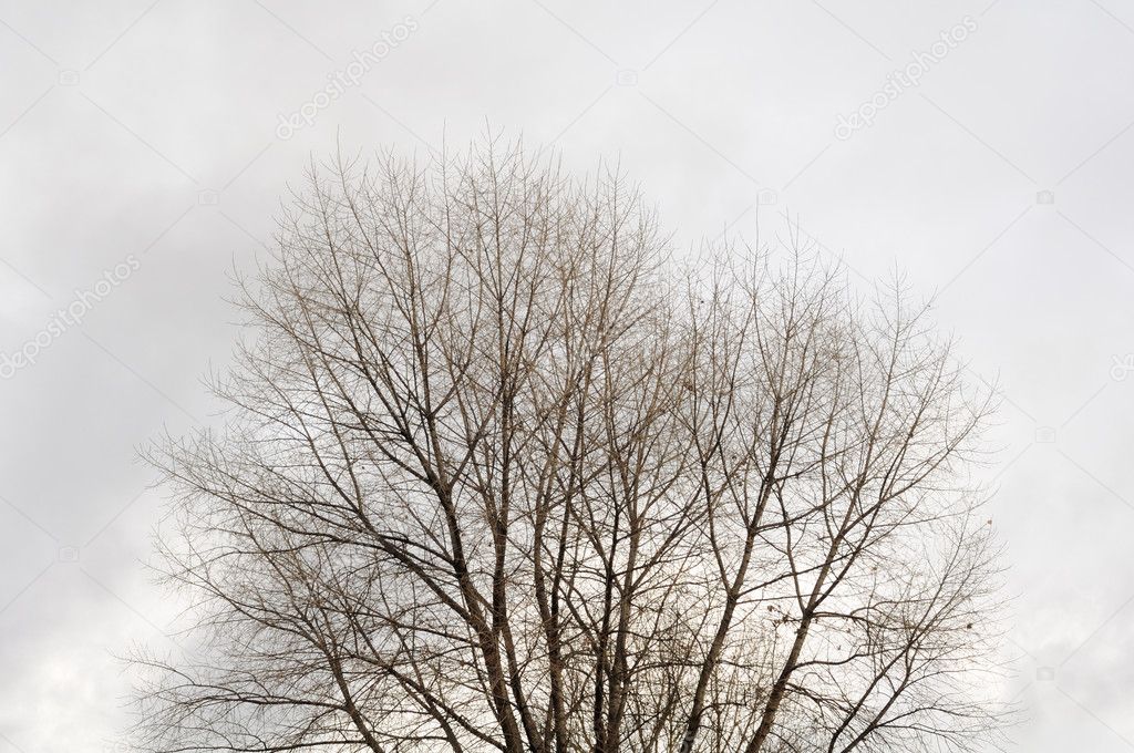 Bare Tree Branches Against Grey Autumn Sky