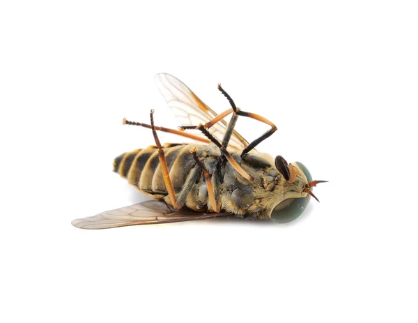 Лошадиная муха (Botfly) Лежит на заднем плане крупным планом изолирован на белом фоне — стоковое фото