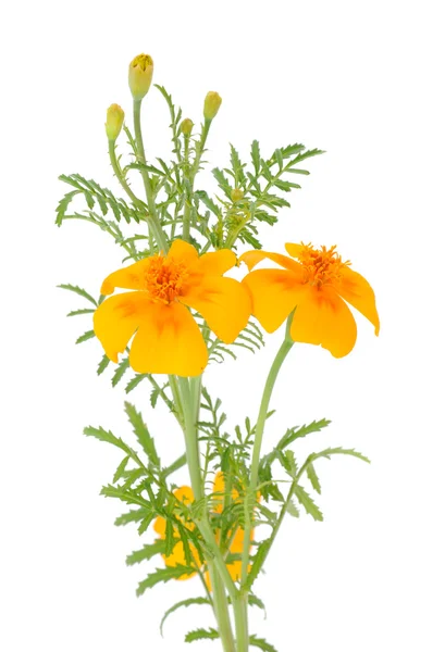 Ringelblume (Tagetes) Blüten mit Knospen — Stockfoto
