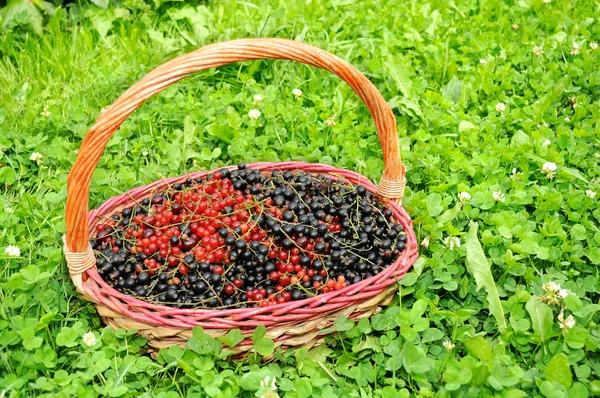 Корзина полна ягод (черная и красная смородина) в зеленой траве — стоковое фото