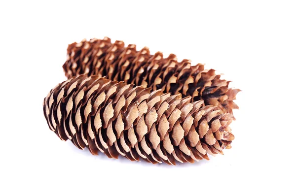 Cone spruce — Stock Photo, Image