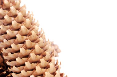 Cone spruce clipart