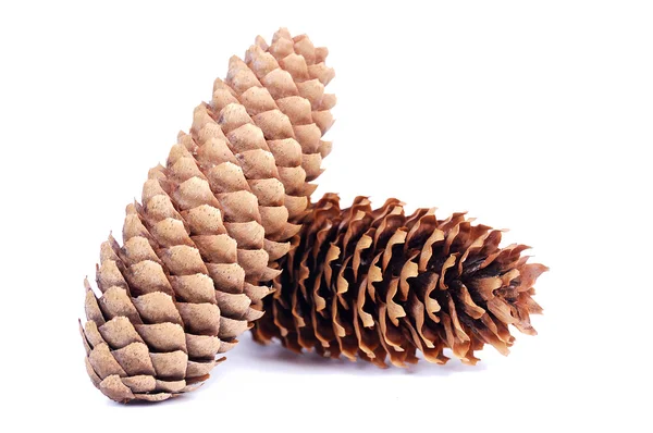 Cone spruce — Stock Photo, Image