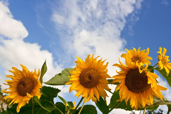 Sonnenblume und blauer bewölkter Himmel lizenzfreie Stockfotos