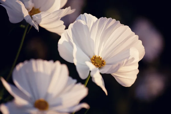 Kosmos květiny — Stock fotografie