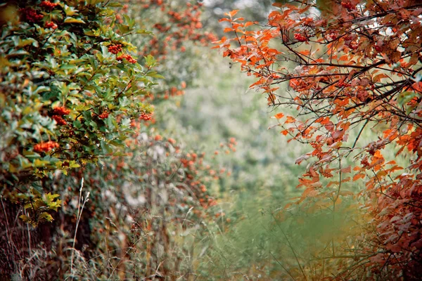 秋の茂み — ストック写真