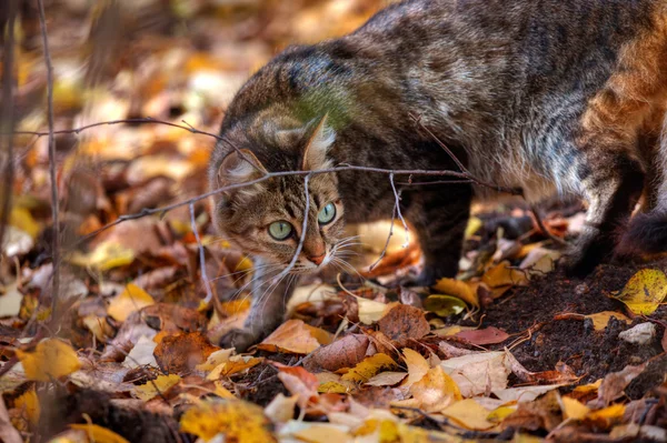 Tekir kedi — Stok fotoğraf