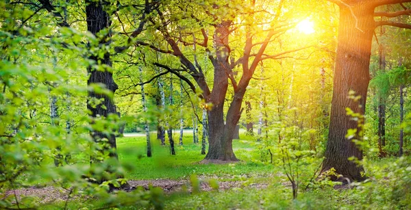 Sunny park with oak — Stock Photo, Image