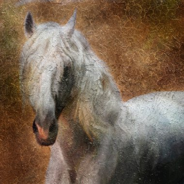 Andalusian horse portrait. clipart