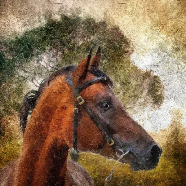 Retrato de cavalo árabe . — Fotografia de Stock