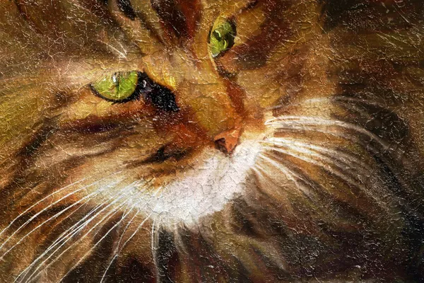 Κοντινό πλάνο Tabby cat — Φωτογραφία Αρχείου