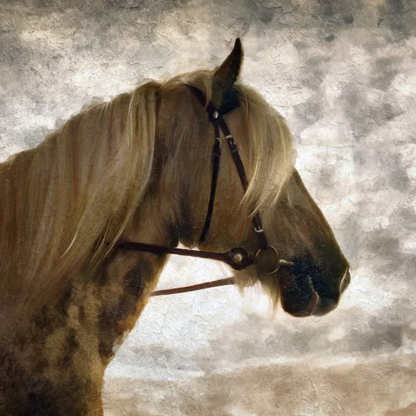 Portret koń andaluzyjski. — Zdjęcie stockowe