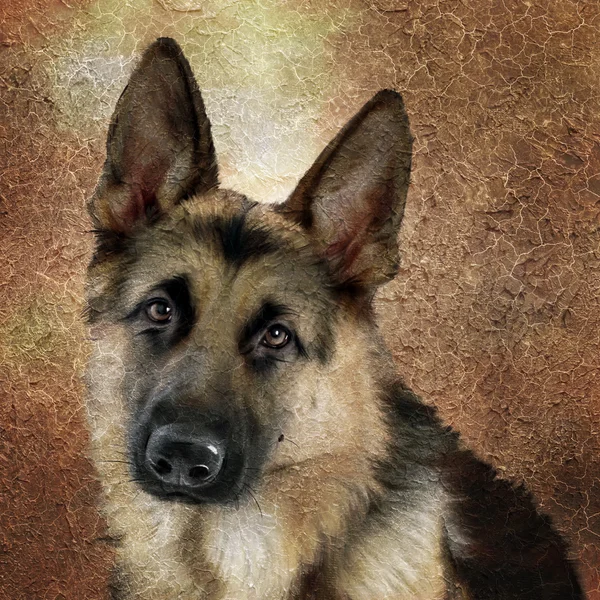 德国牧羊犬的肖像 — 图库照片