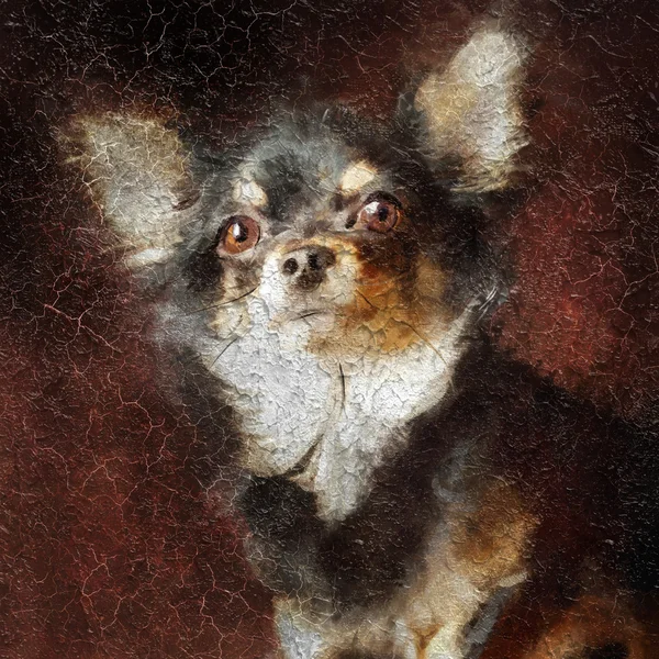 Ritratto di Chihuahua — Foto Stock