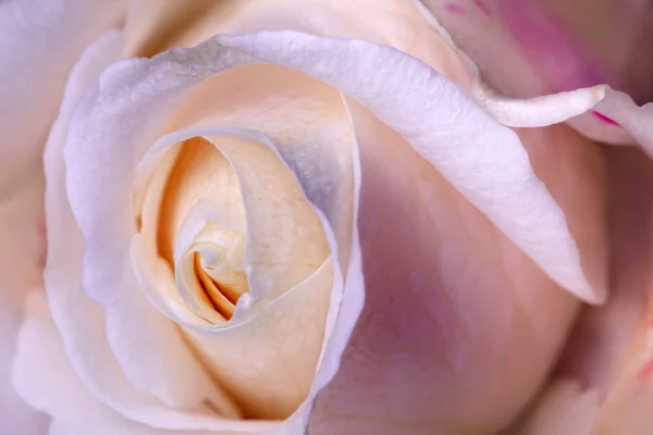 Rosa rosa de perto — Fotografia de Stock