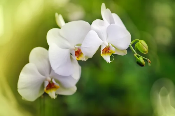 Vit phalaenopsis — Stockfoto