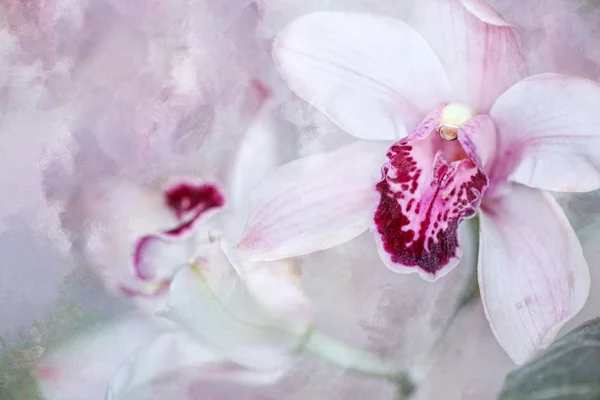 Orchidea virág — Stock Fotó