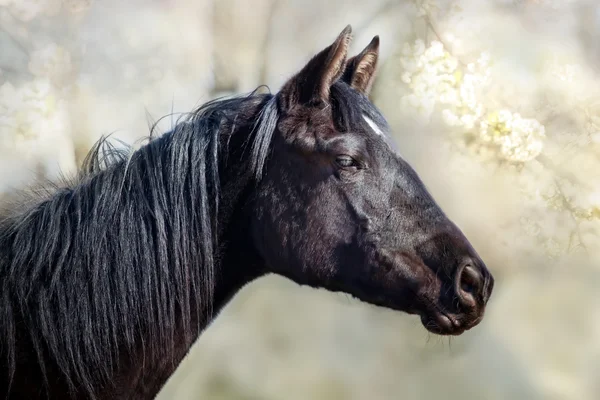 Czarny koń portret — Zdjęcie stockowe