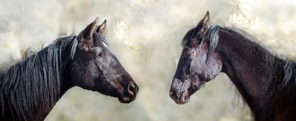 Czarne konie portret — Zdjęcie stockowe