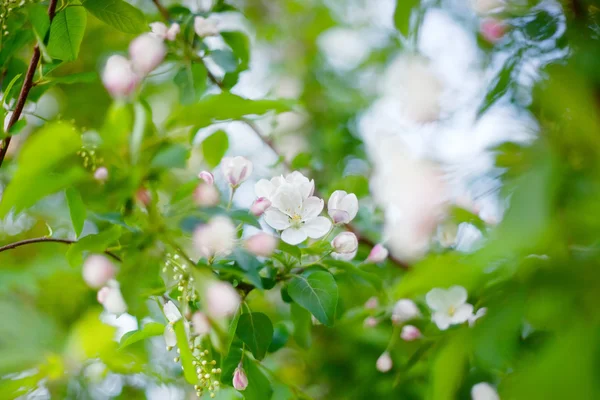 Blossom pear — Stock Photo, Image