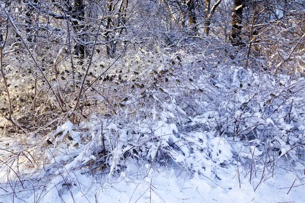 stock image Ice bushes