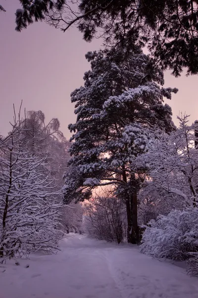冬の夕日 — ストック写真